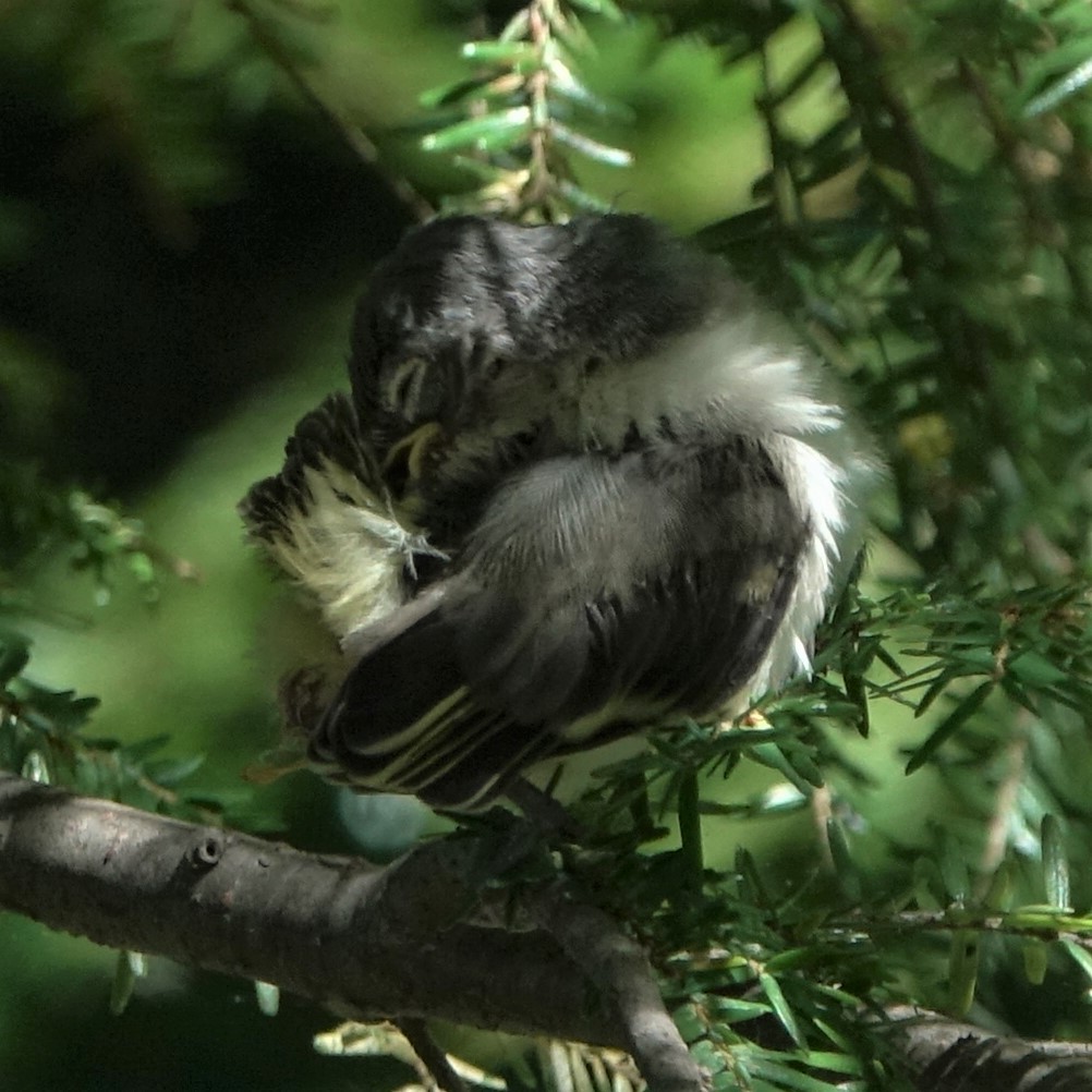 Blue-headed Vireo - ML475705521