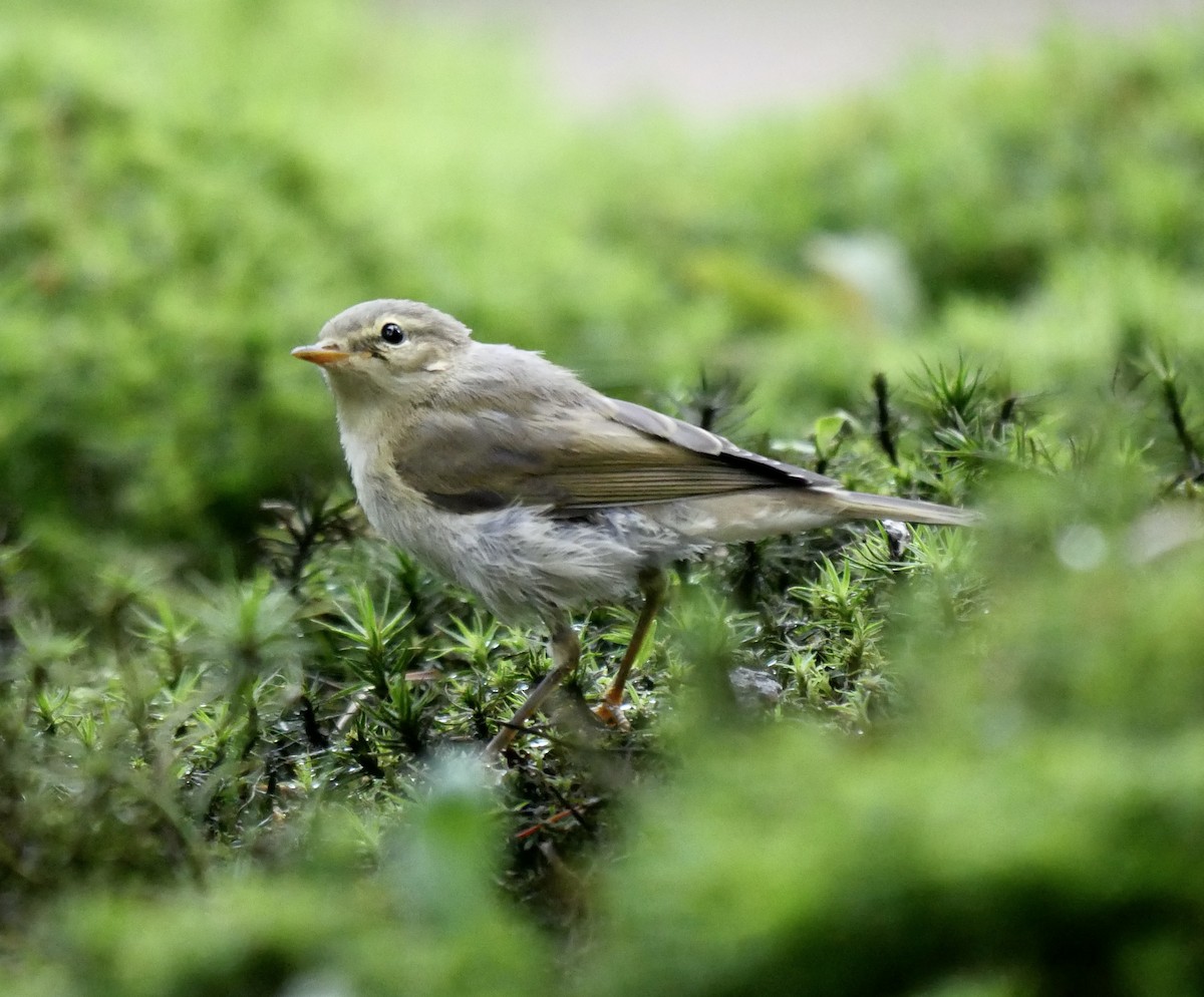 Mosquitero Musical - ML475705551