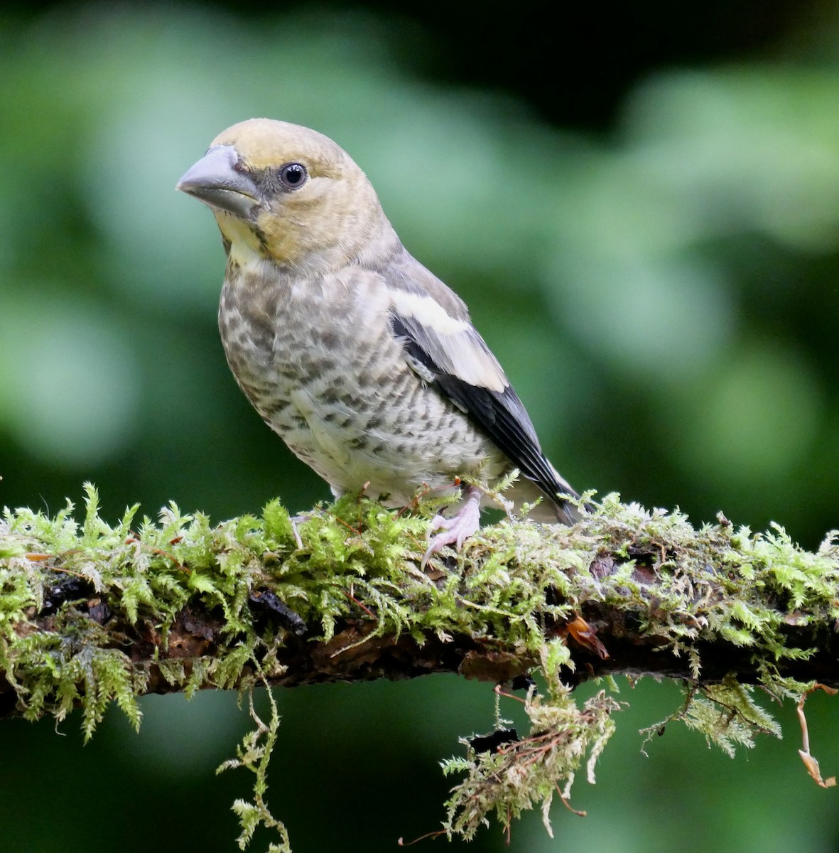 Hawfinch - ML475705741