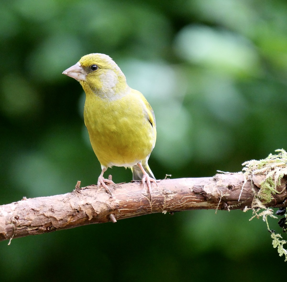 European Greenfinch - ML475705821