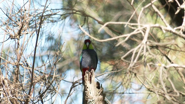 Красношапочный попугай - ML475705911