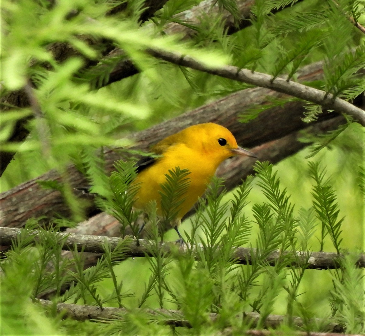 Prothonotary Warbler - ML475708761