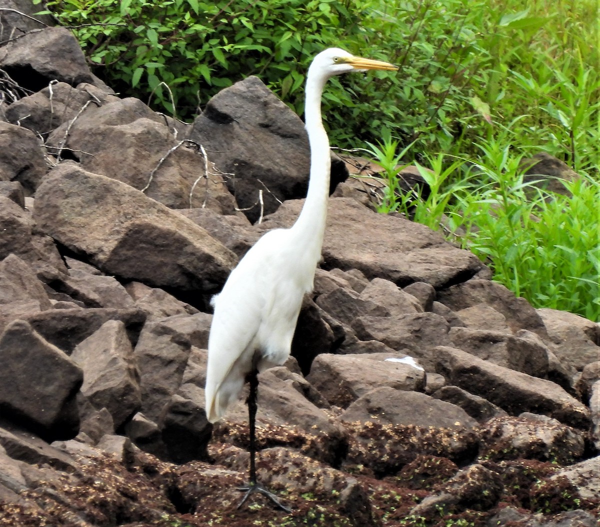 Great Egret - ML475709001