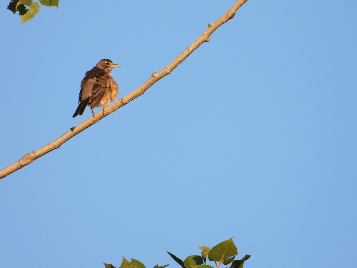 American Robin - ML475709281