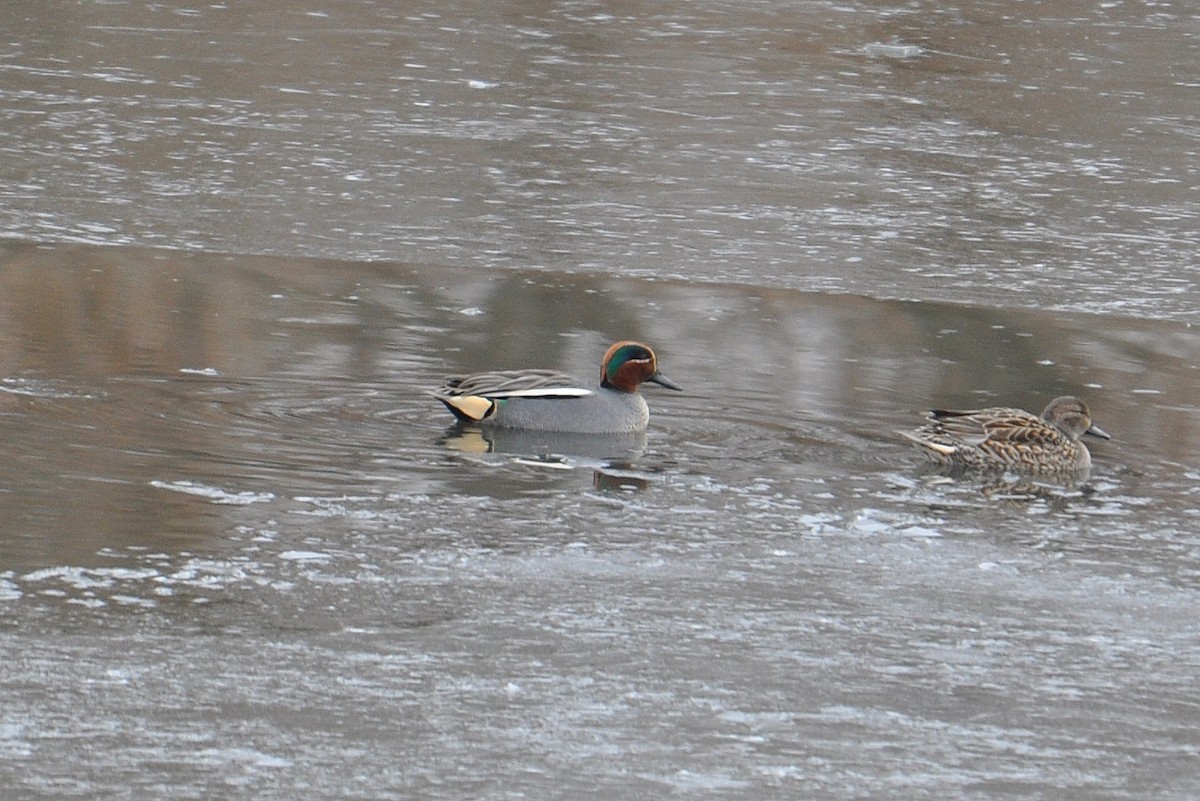 Green-winged Teal (Eurasian) - Michael Schall