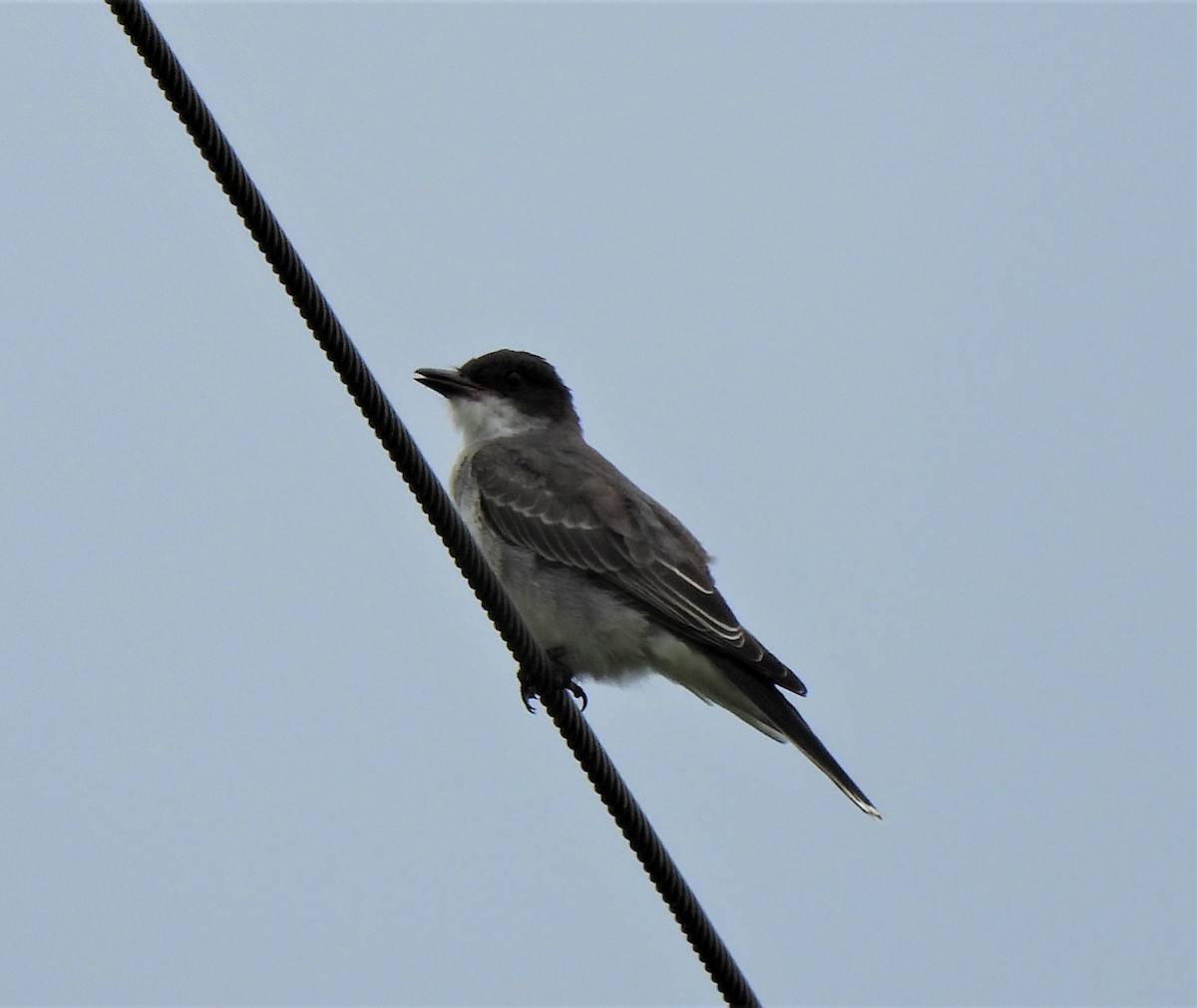 Eastern Kingbird - ML475710721