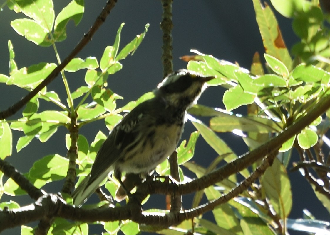 Black-throated Gray Warbler - ML475712941
