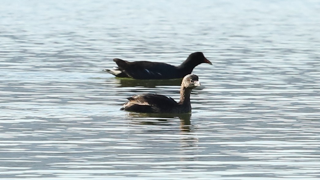 Pied-billed Grebe - ML475715841