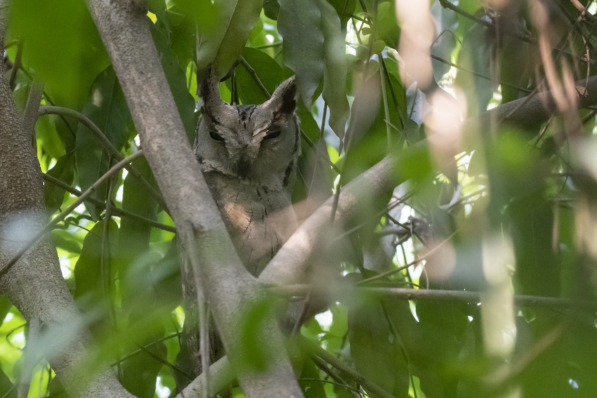 Indian Scops-Owl - ML475715901