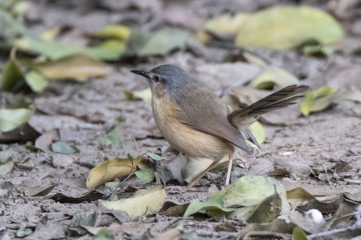 Ashy Prinia - Miguel Rouco