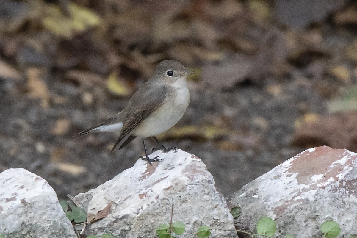 Red-breasted Flycatcher - ML475716781