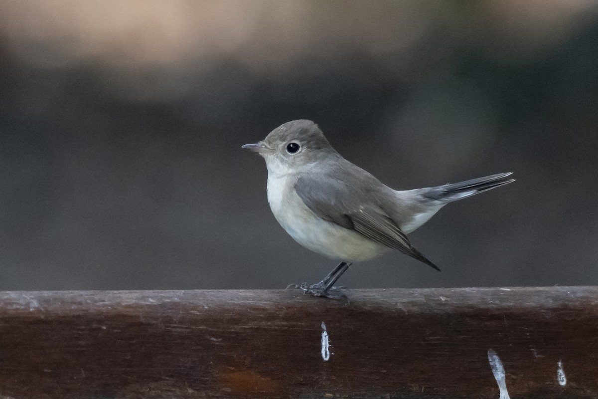 Red-breasted Flycatcher - ML475716801
