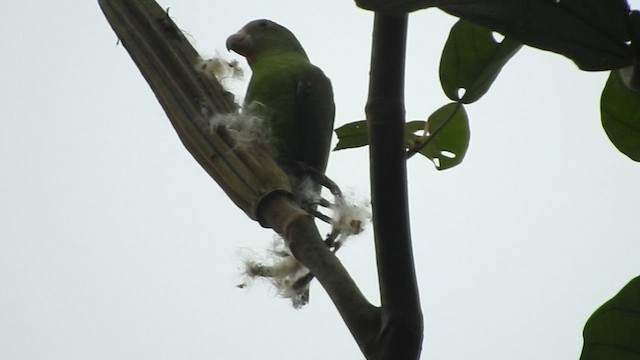 Cobalt-winged Parakeet - ML475717671