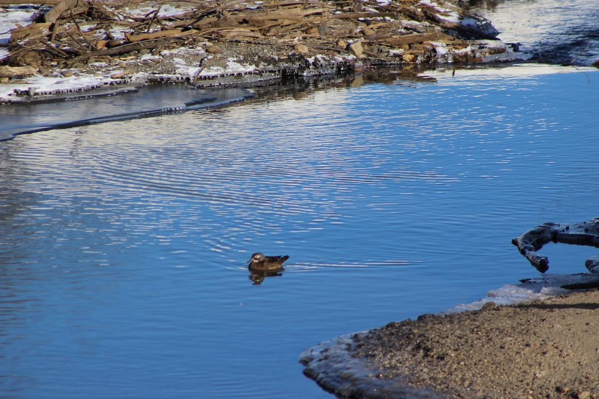 Wood Duck - ML47571871