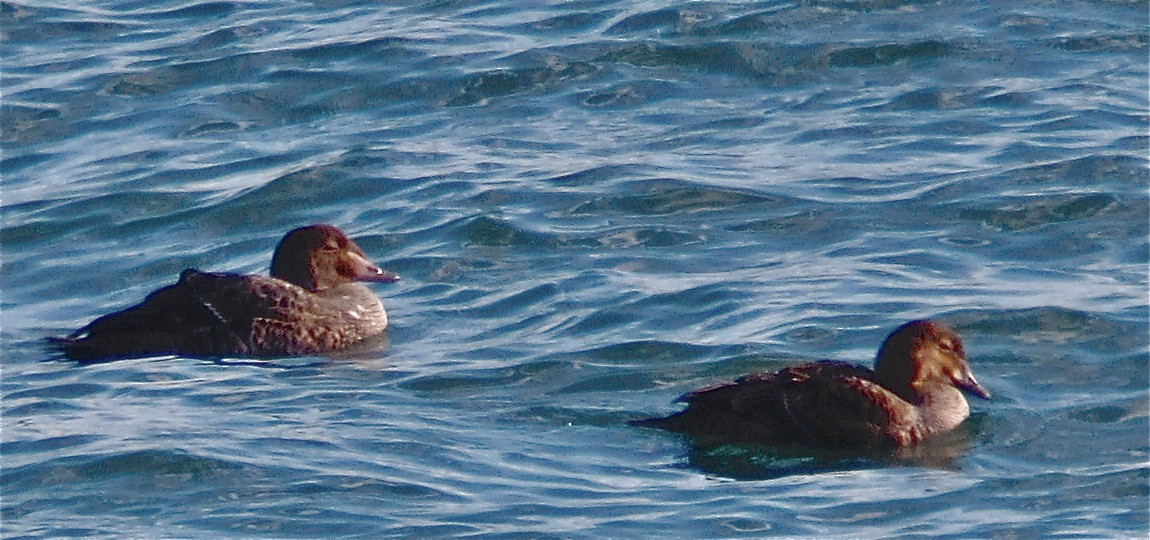 King Eider - ML475719631