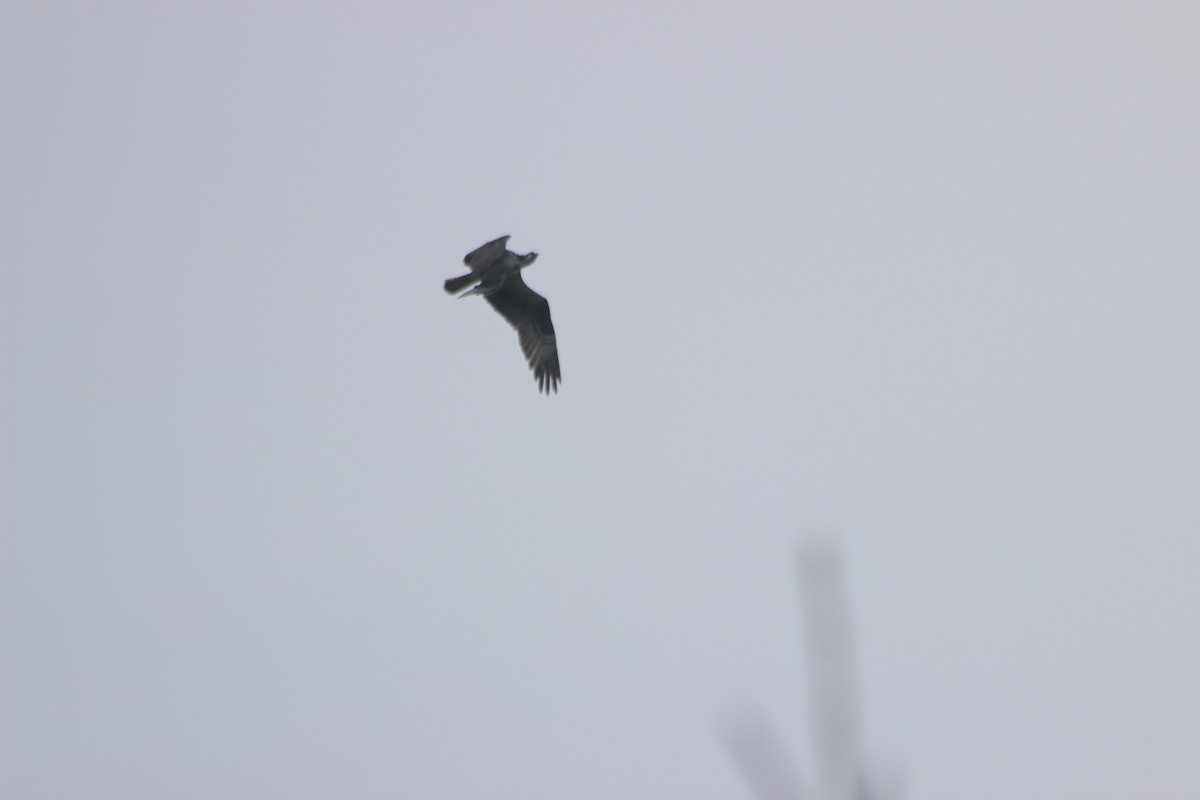 Osprey - ML475723581
