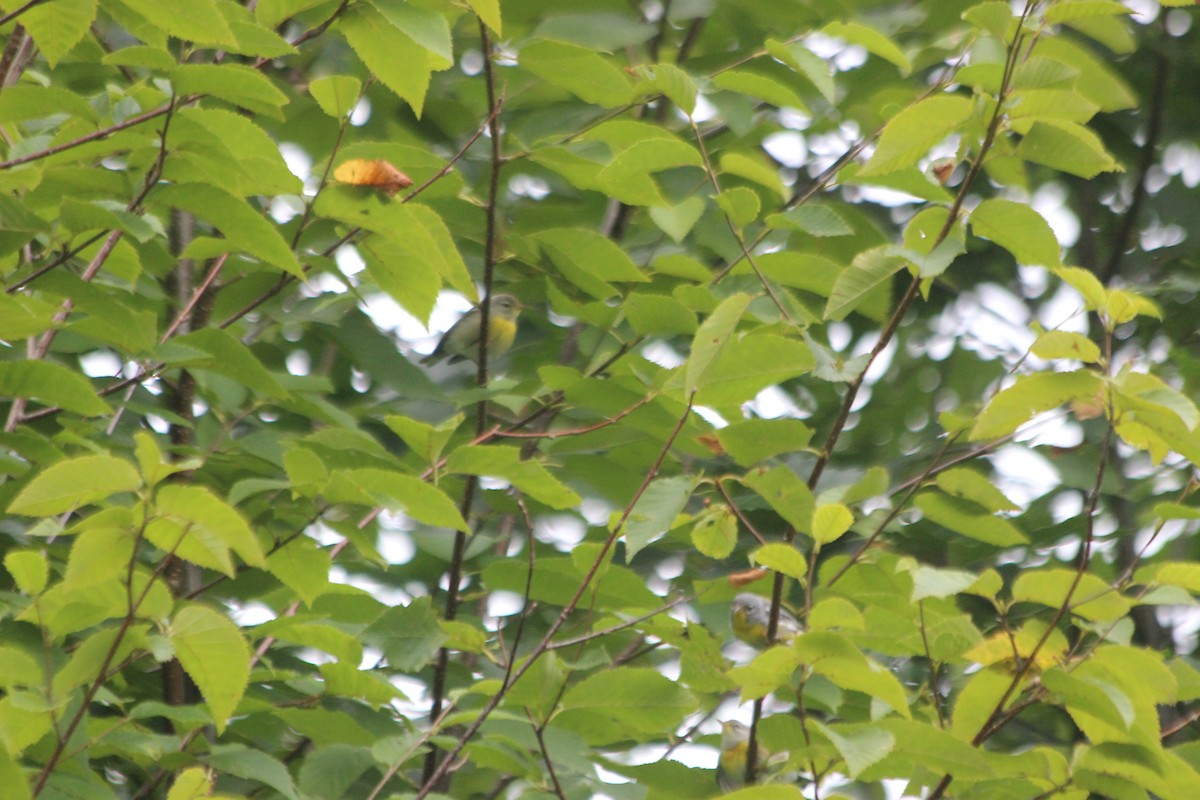 Northern Parula - ML475723611
