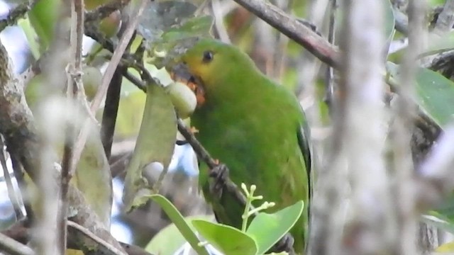 Spot-winged Parrotlet - ML475724021