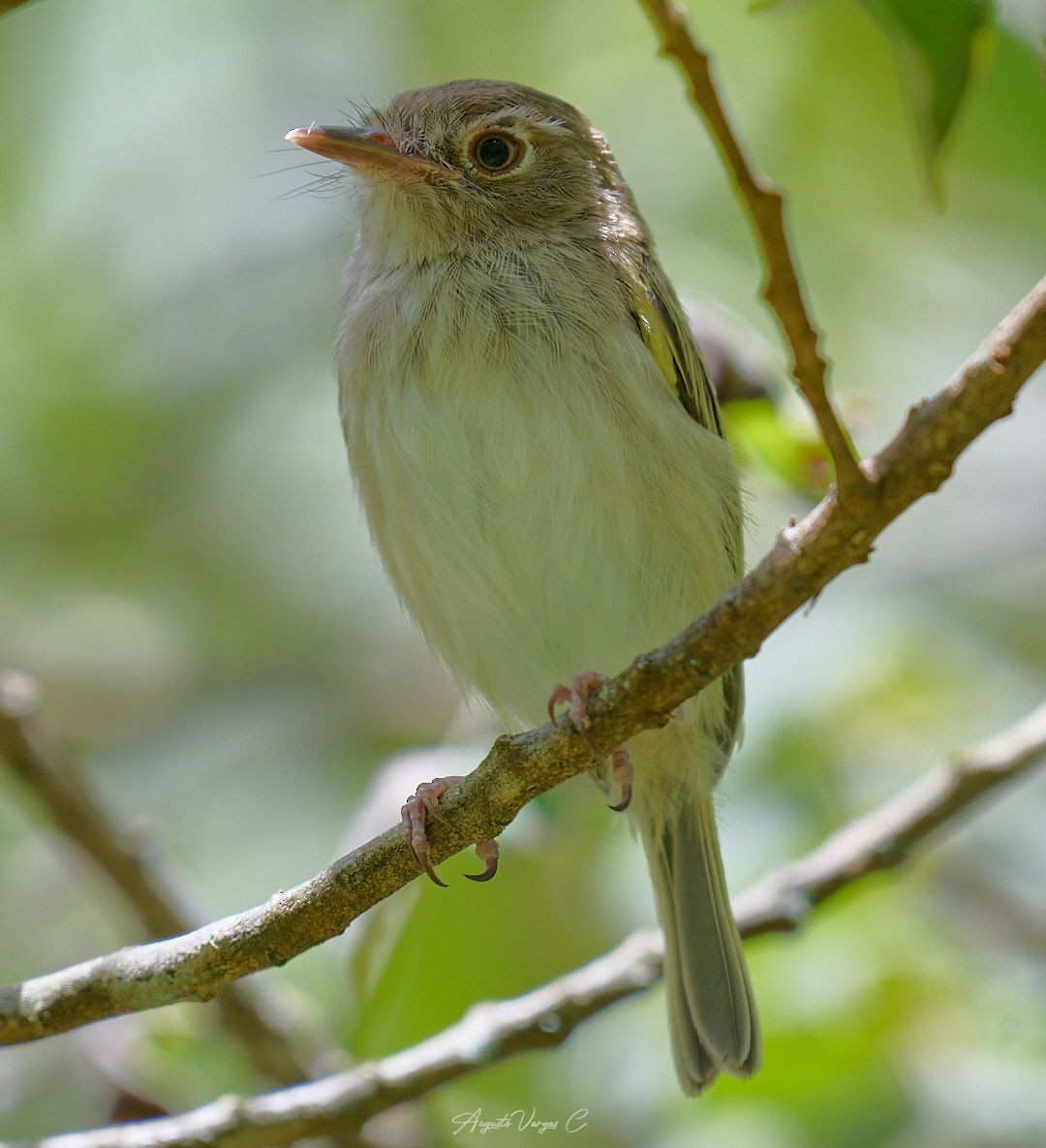 Pale-eyed Pygmy-Tyrant - Augusto Vargas Carlier