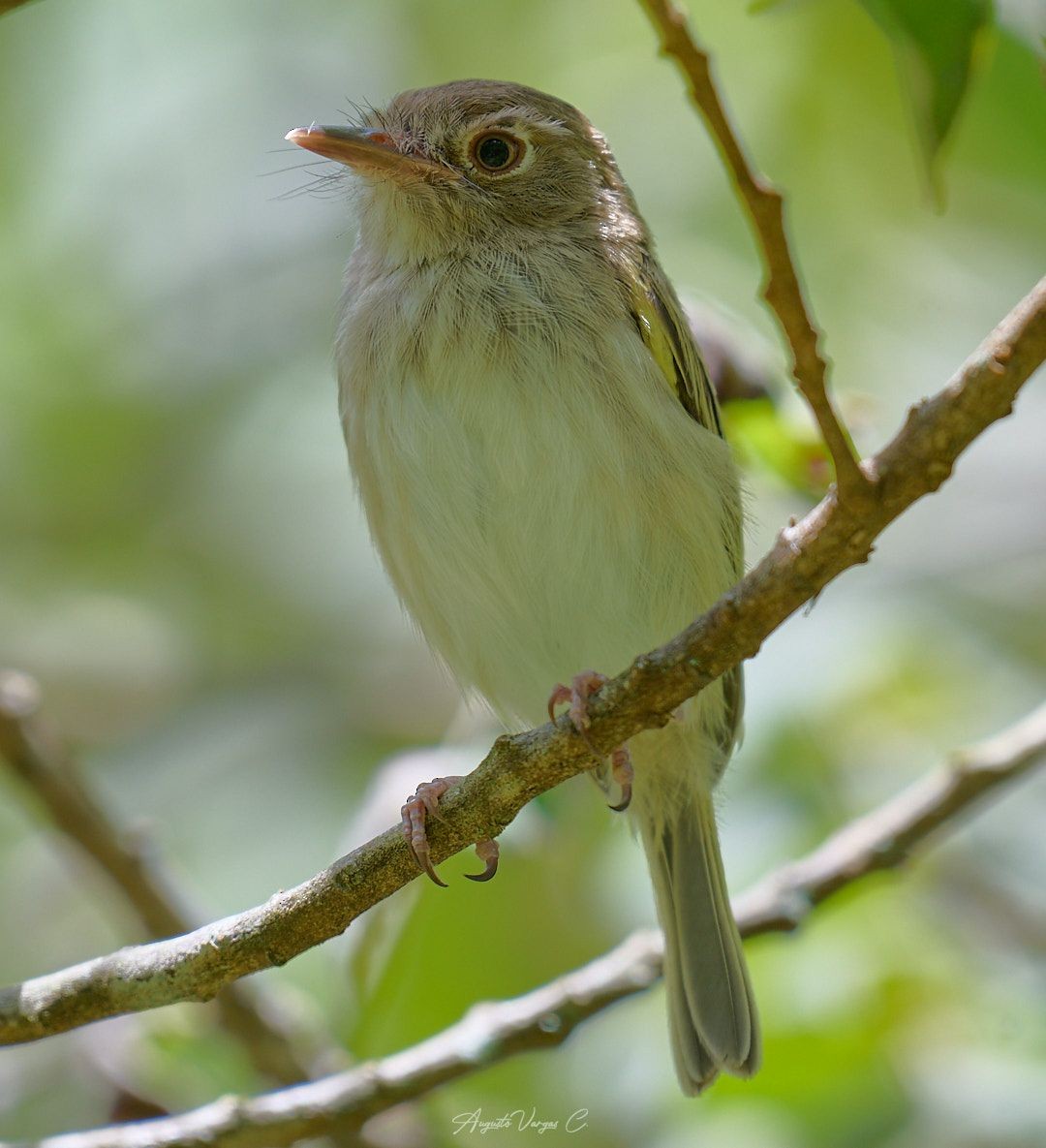 Pale-eyed Pygmy-Tyrant - ML475724521