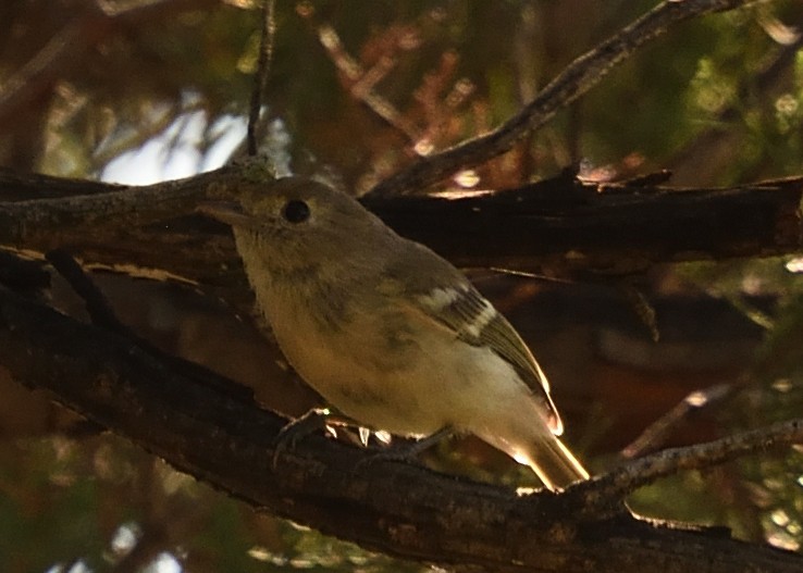 Hutton's Vireo - ML475724971