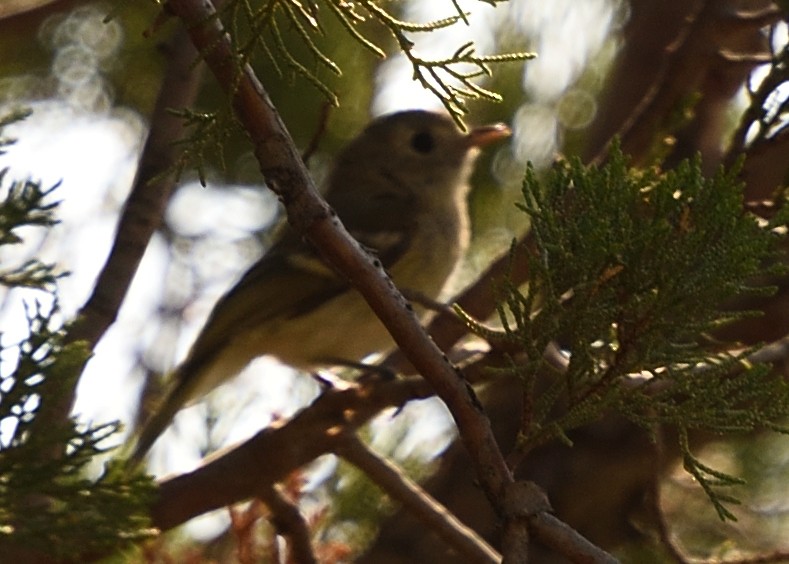 Hutton's Vireo - Guy Babineau