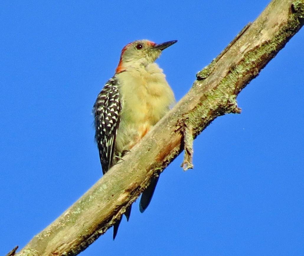 Red-bellied Woodpecker - ML475725411