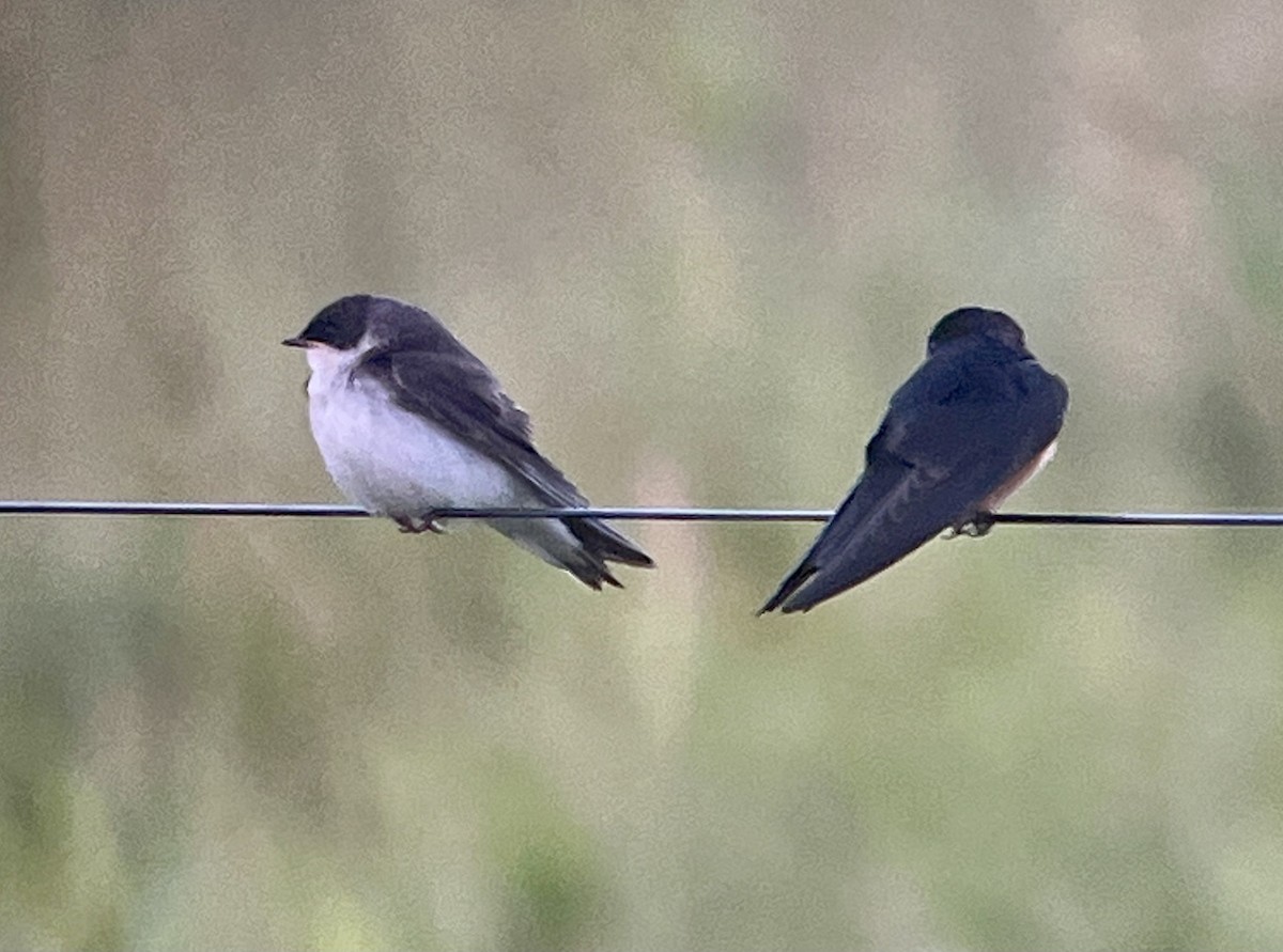 Tree Swallow - Tim Rodenkirk