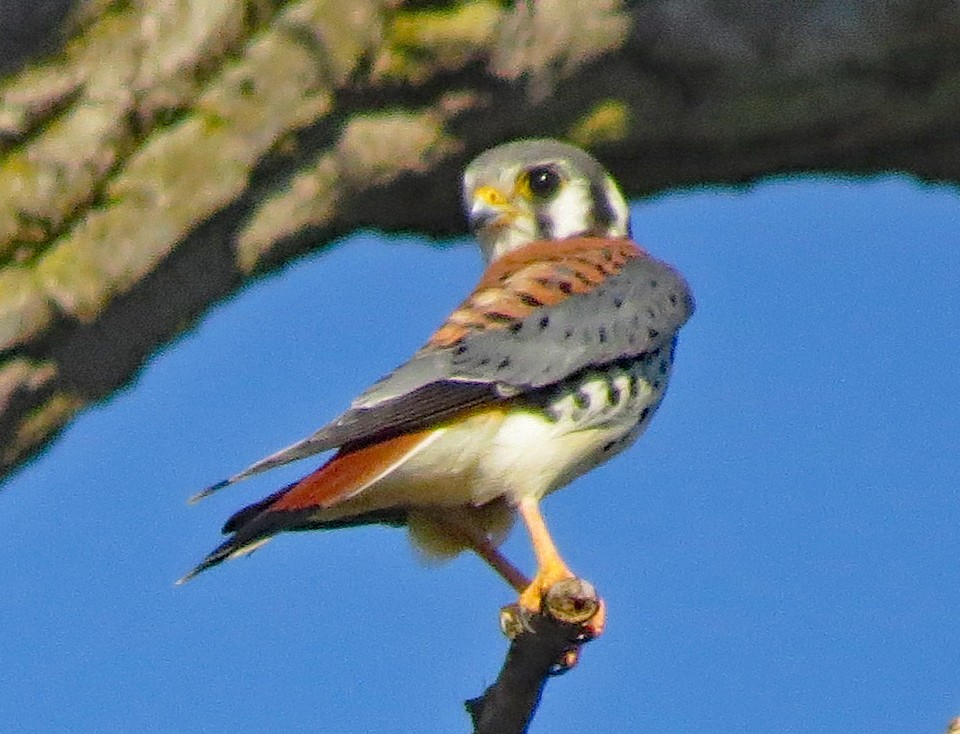 Cernícalo Americano - ML475725641