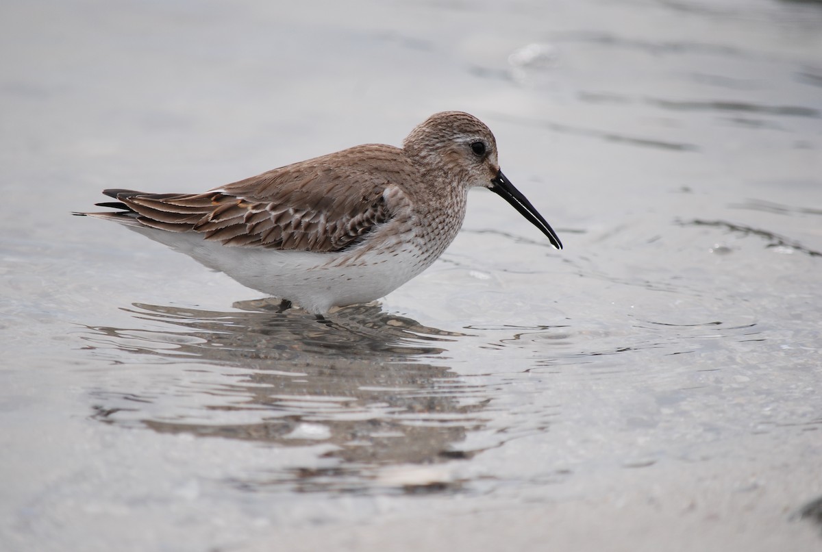 Dunlin - Sarah rackowski