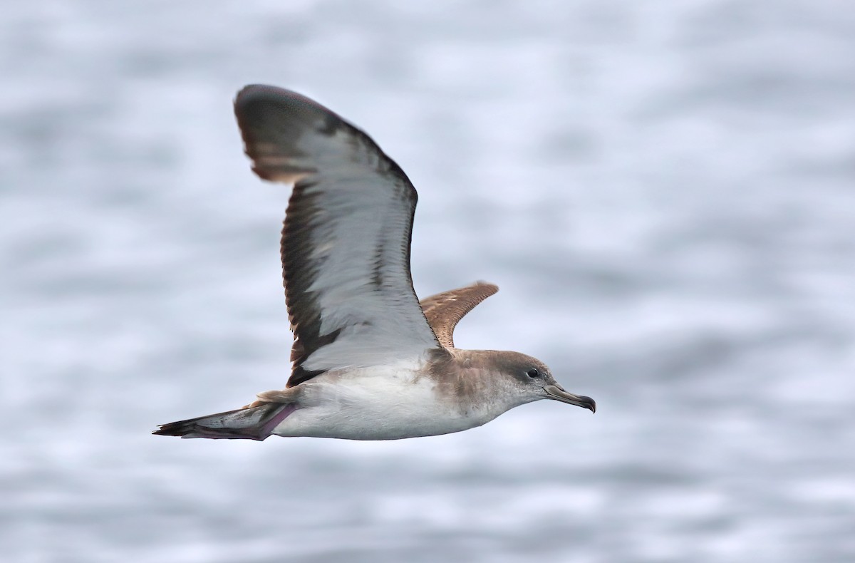 Cape Verde Shearwater - ML475727381