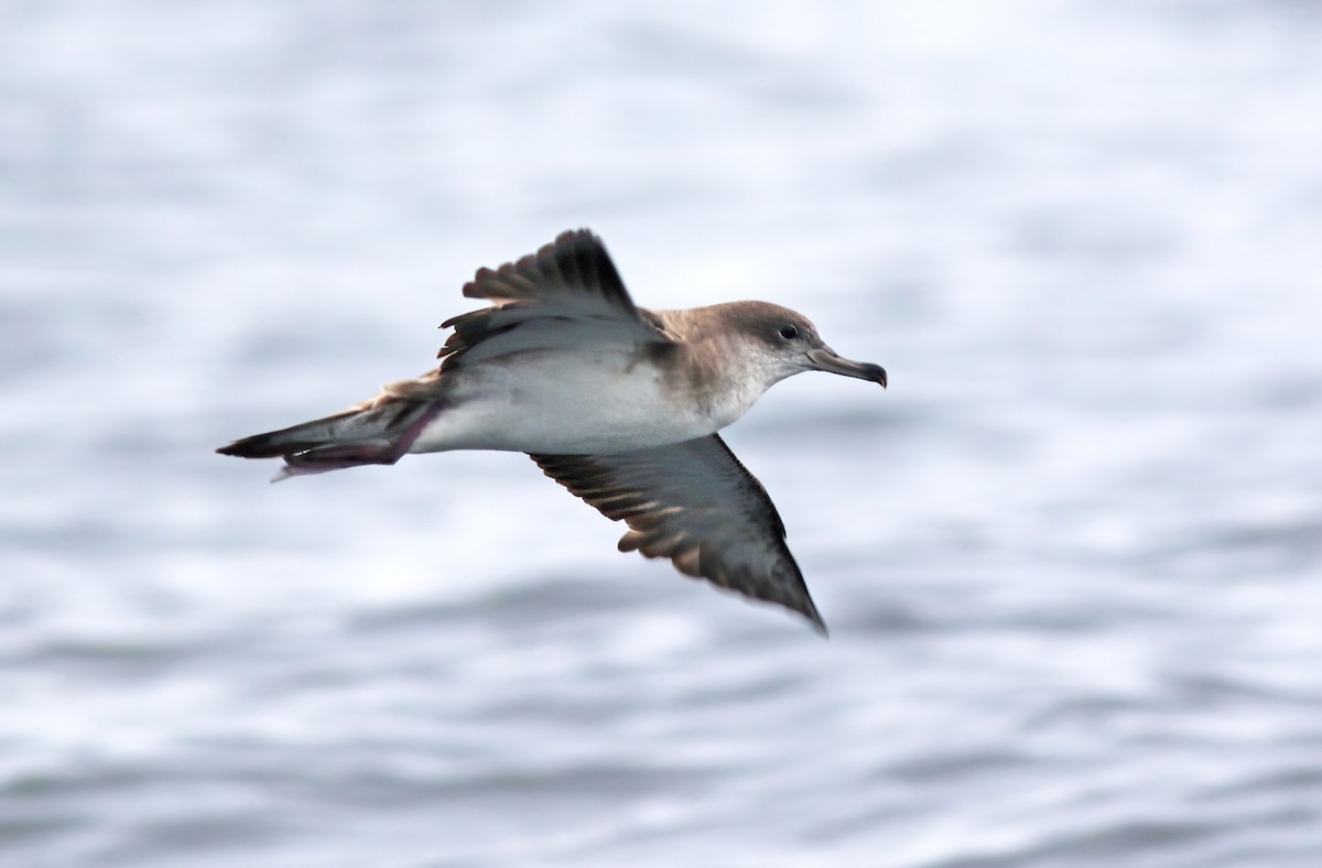Cape Verde Shearwater - ML475727391