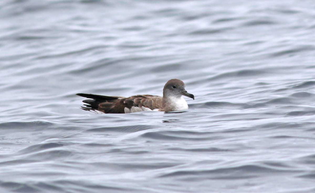 Cape Verde Shearwater - ML475727401