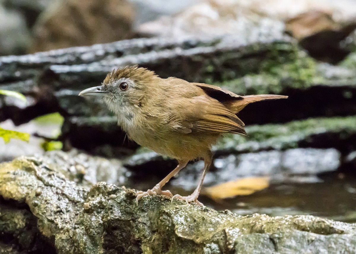 Abbott's Babbler - Andrew Stewart