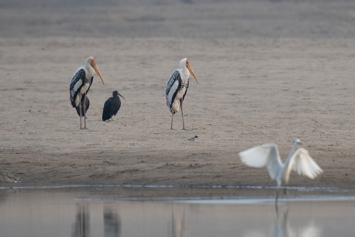 Painted Stork - ML475729231