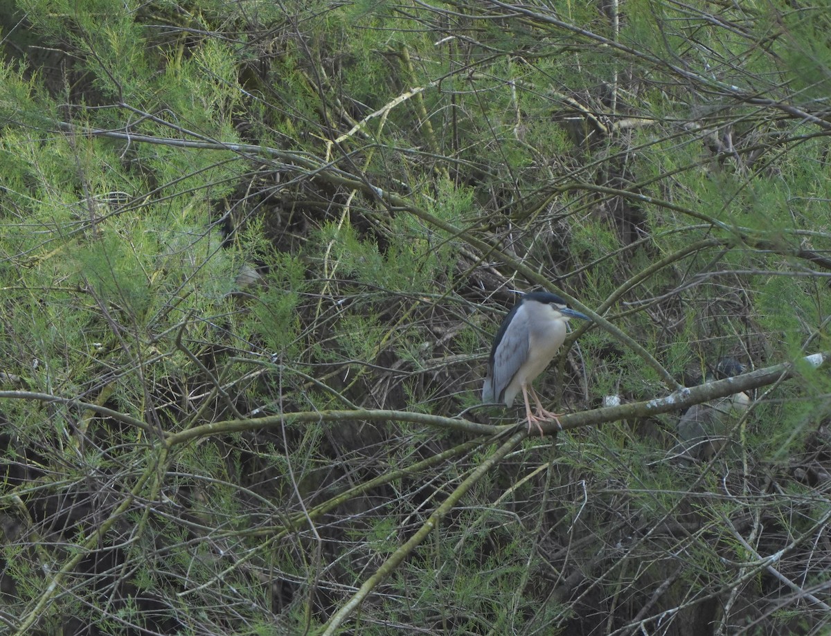 Black-crowned Night Heron - ML475730071