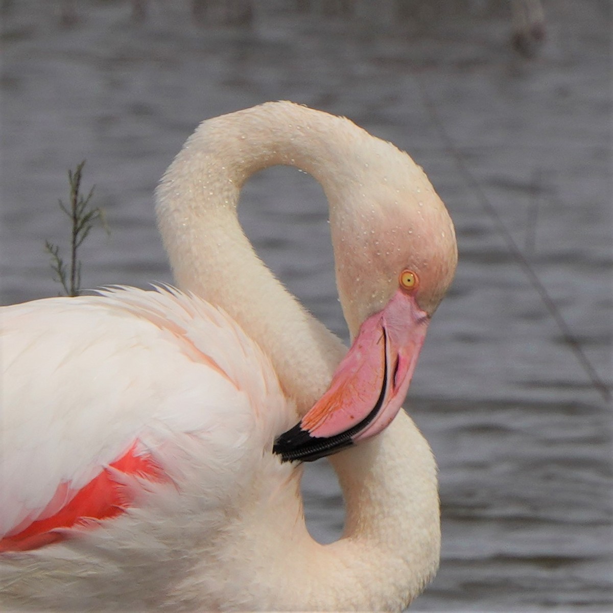 Greater Flamingo - Jörg Albert