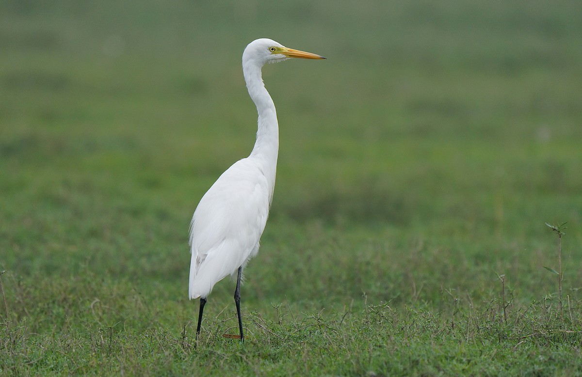 Medium Egret - Tim Avery