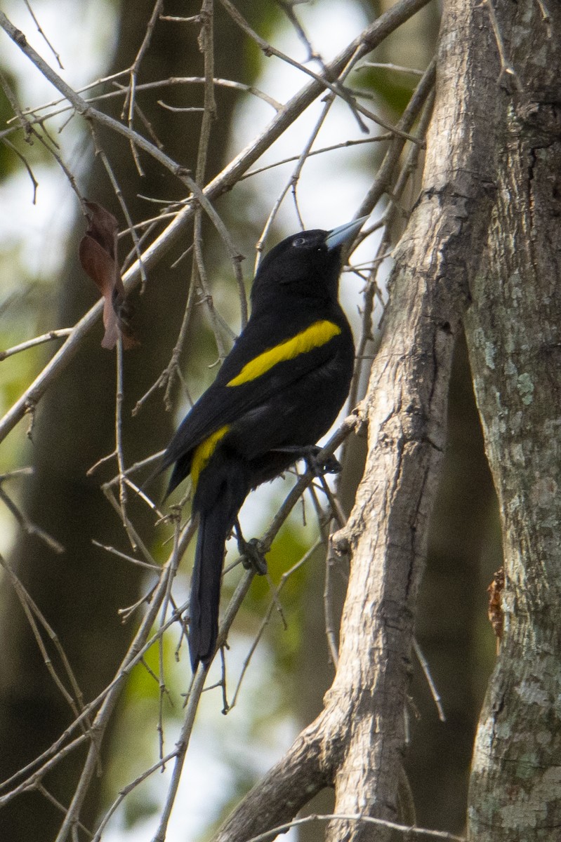 Golden-winged Cacique - ML475731311