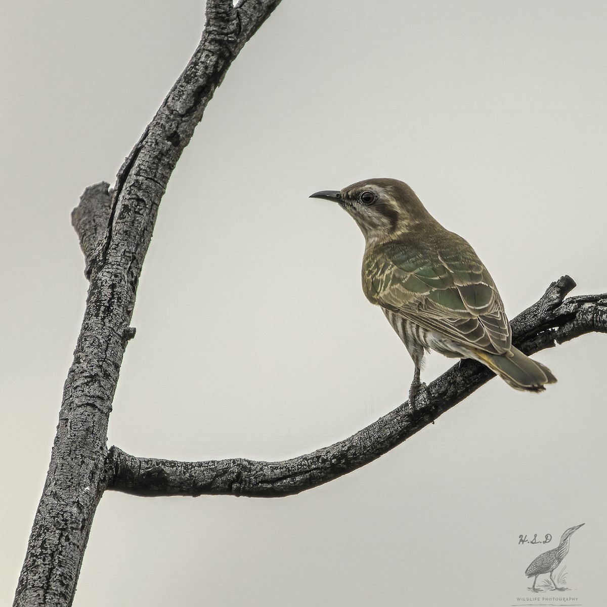 Horsfield's Bronze-Cuckoo - ML475732081