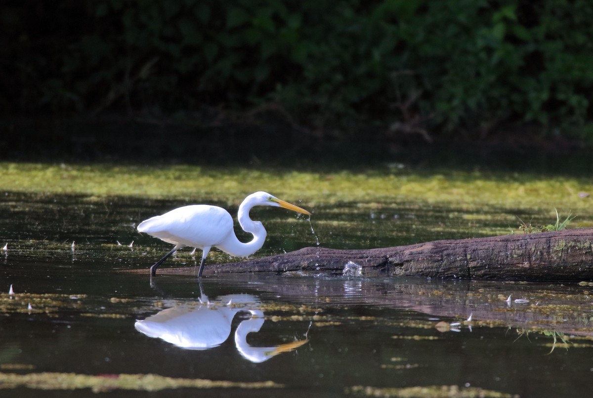 Great Egret - ML475732631