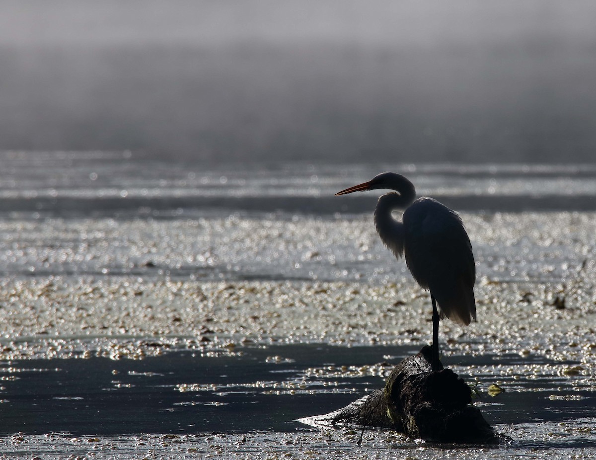 Great Egret - ML475732671