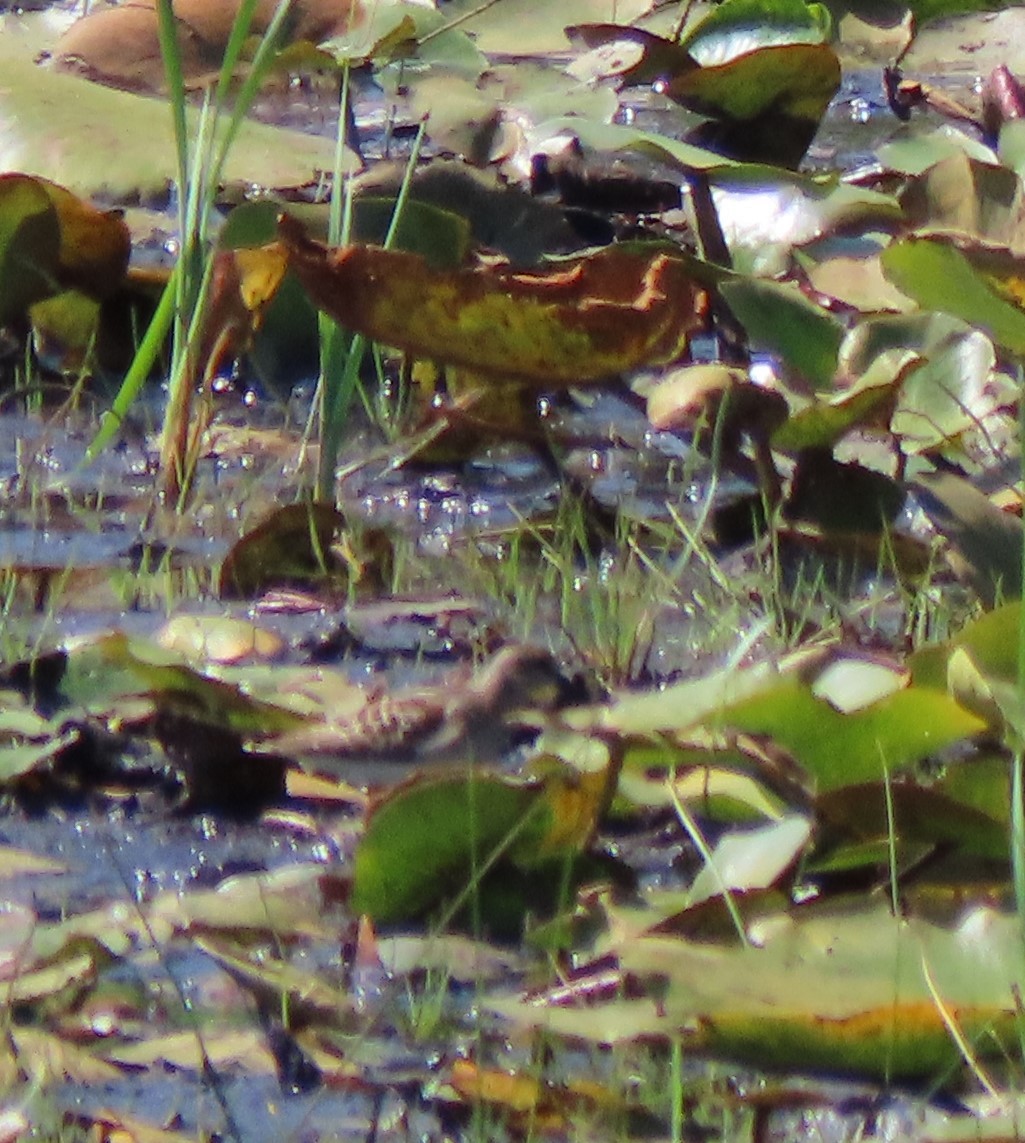 Least Sandpiper - ML475734431