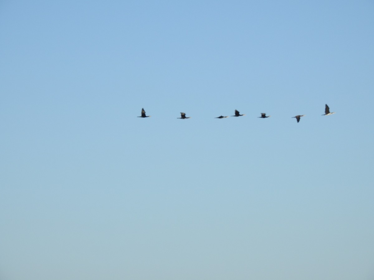 Great Cormorant - Xeniya Volya