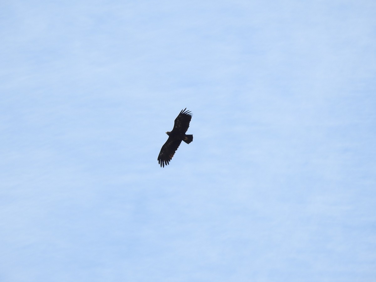 Greater Spotted Eagle - Xeniya Volya