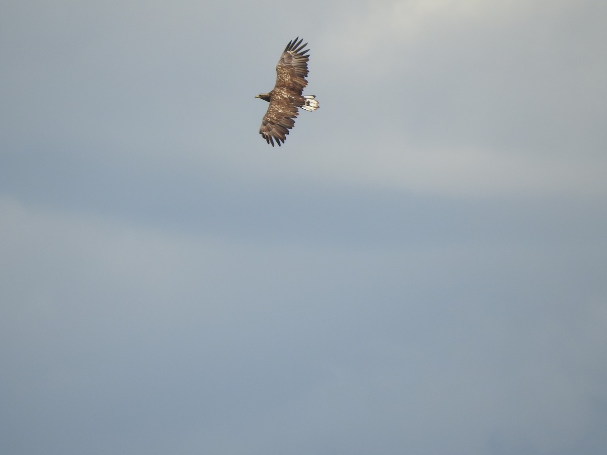 White-tailed Eagle - Xeniya Volya