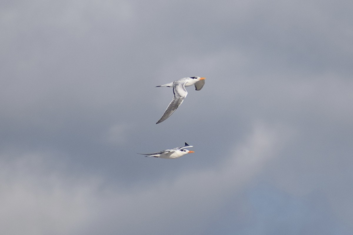 Royal Tern - Molly Cohn