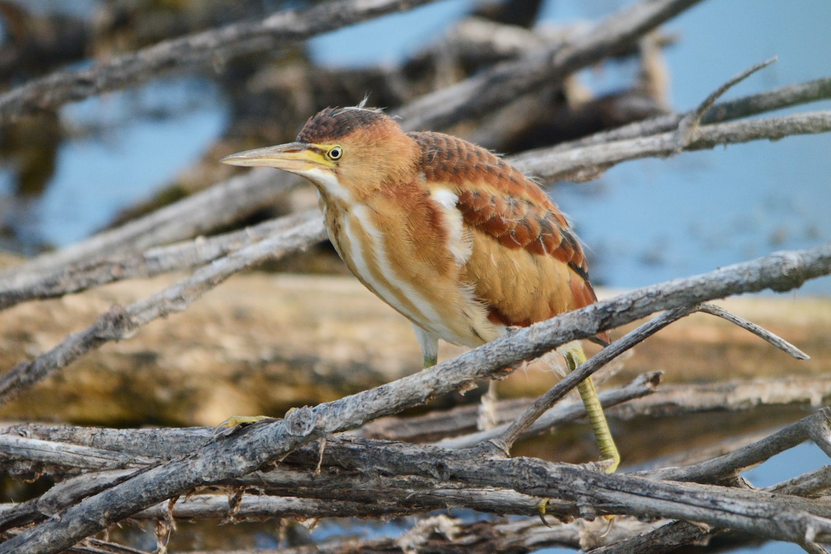 Least Bittern - Steve Mierzykowski