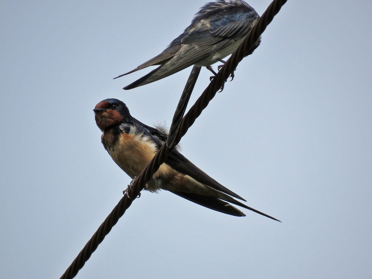 Barn Swallow - ML475737251