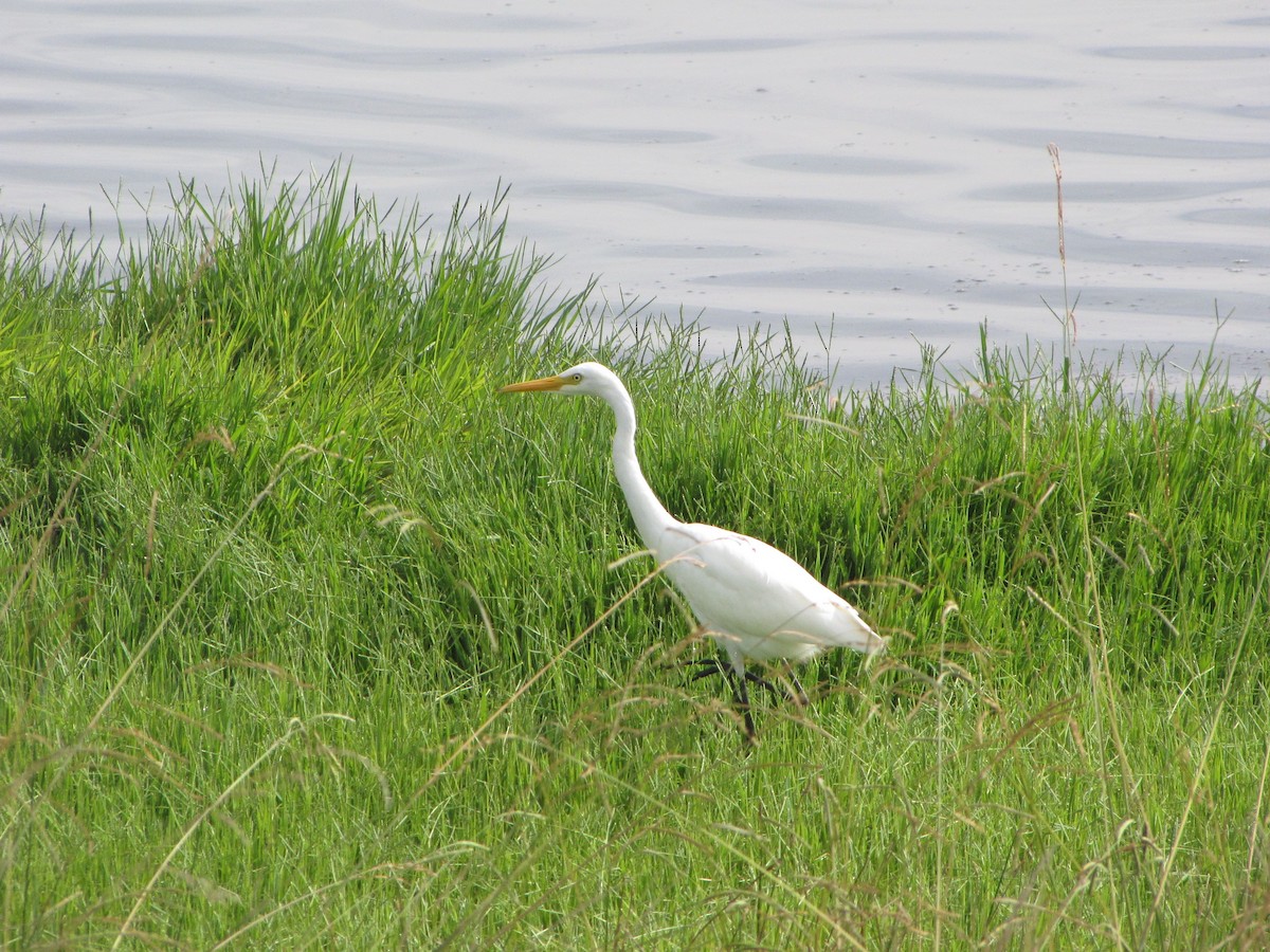 Plumed Egret - ML47573841